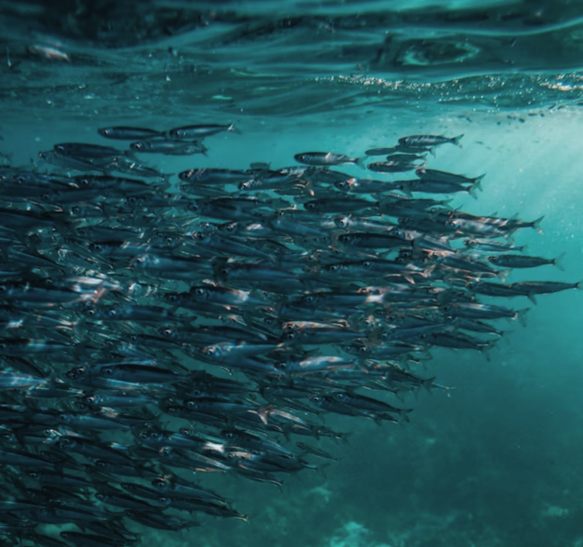 Shoal of fish underwater